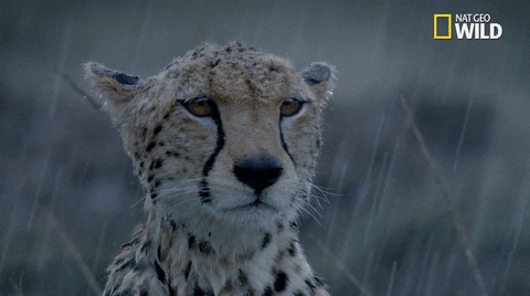 cheetah sitting unamused in rain