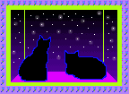 two black cats look at the stars